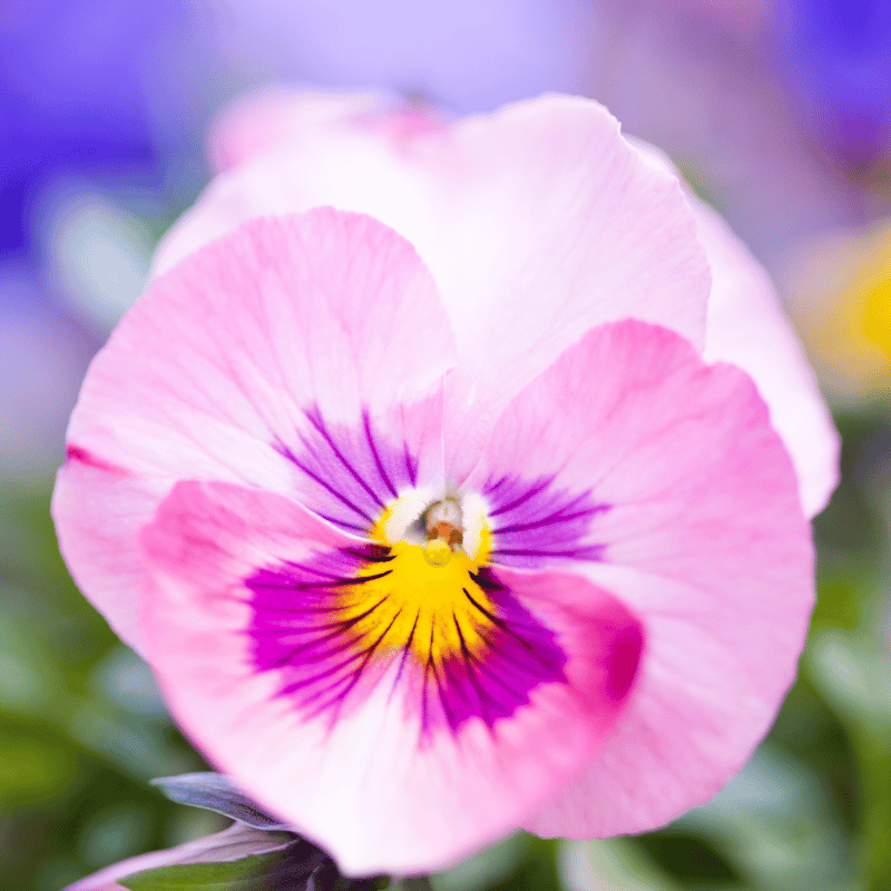 Bratki odporne na mróz