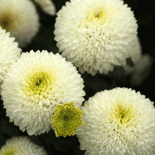 Chryzantemy doniczkowe