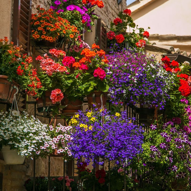 Kwiaty-balkonowe