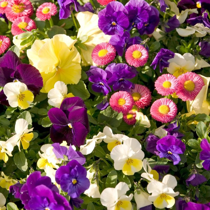 Pierwsze kwiaty na balkon